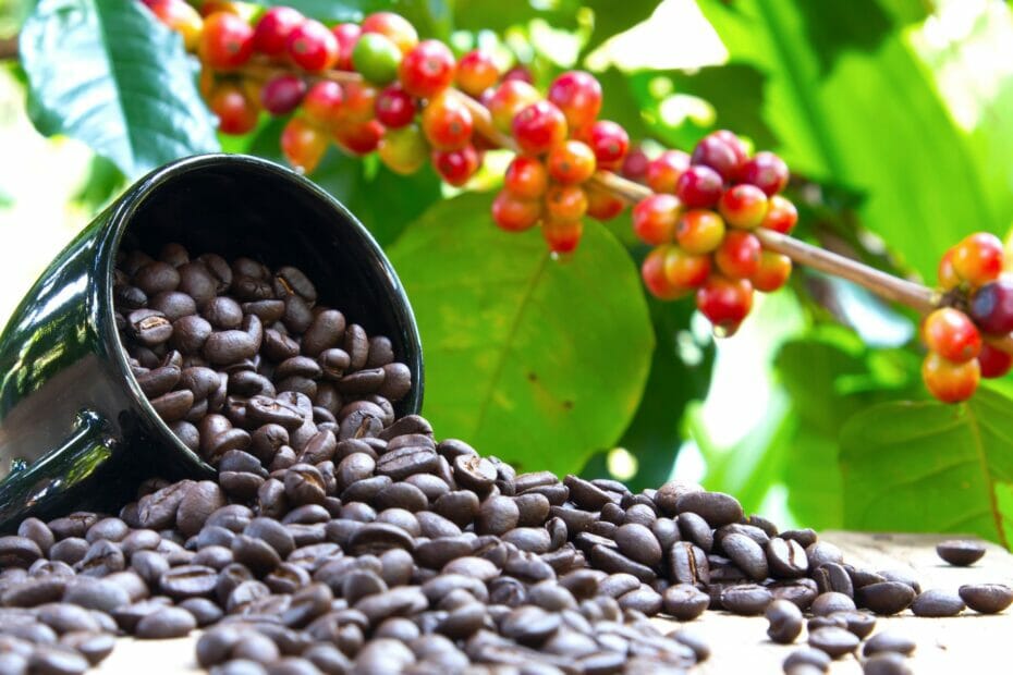 Coffee Beans Grown