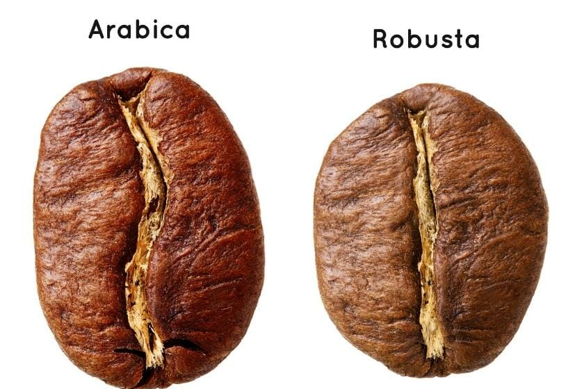 Arabica vs. Robusta The Differences Arabica vs. Robusta The Differences